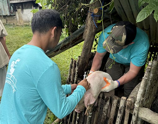 Pig Raising Non-Profit Philippines